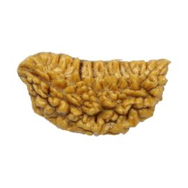 Natural Ek Mukhi Rudraksha (1 Mukhi) India GJSPC Certified One Mukhi Rudraksha 28.18 M.M.