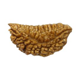 Natural Ek Mukhi Rudraksha (1 Mukhi) India GJSPC Certified One Mukhi Rudraksha 29.09 M.M.