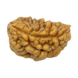 Natural Ek Mukhi Rudraksha (1 Mukhi) India GJSPC Certified One Mukhi Rudraksha 24.80 M.M.