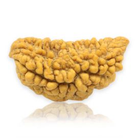 Natural Ek Mukhi Rudraksha (1 Mukhi) India GJSPC Certified 29.32 M.M.