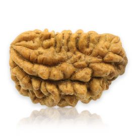 Natural Ek Mukhi Rudraksha (1 Mukhi) India GJSPC Certified 28.22 M.M.