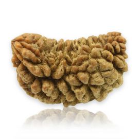 Natural Ek Mukhi Rudraksha (1 Mukhi) India GJSPC Certified 29.52 M.M.