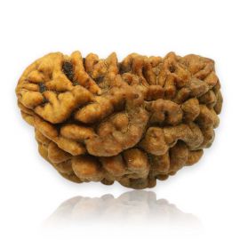 Natural Ek Mukhi Rudraksha (1 Mukhi) India GJSPC Certified 29.07 M.M.