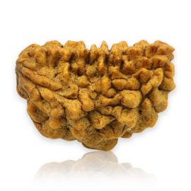 Natural Ek Mukhi Rudraksha (1 Mukhi) India GJSPC Certified 26.73 M.M.