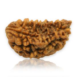 Natural Ek Mukhi Rudraksha (1 Mukhi) India GJSPC Certified 26.2 M.M.