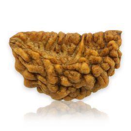 Natural Ek Mukhi Rudraksha (1 Mukhi) India GJSPC Certified 28.67 M.M.