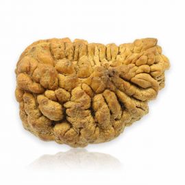 Natural Ek Mukhi Rudraksha (1 Mukhi) India GJSPC Certified 31.37 M.M.