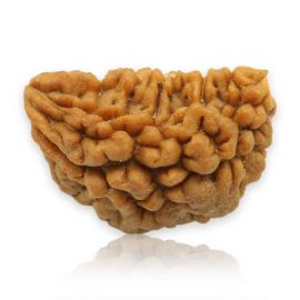 Natural Ek Mukhi Rudraksha (1 Mukhi) India GJSPC Certified 28.78 M.M.