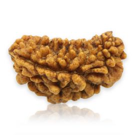 Natural Ek Mukhi Rudraksha (1 Mukhi) India GJSPC Certified 28.94 M.M.