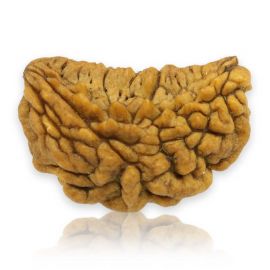 Natural Ek Mukhi Rudraksha (1 Mukhi) India GJSPC Certified 26.91 M.M.