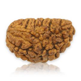 Natural Ek Mukhi Rudraksha (1 Mukhi) India GJSPC Certified 27.21 M.M.