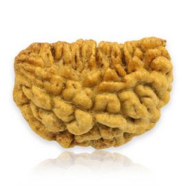 Natural Ek Mukhi Rudraksha (1 Mukhi) India GJSPC Certified 28.09 M.M.