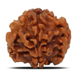 1 Mukhi Rudraksha Nepal (Underdeveloped) IGL Certified 18.31 M.M.