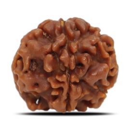 1 Mukhi Rudraksha Nepal (Underdeveloped) IGL Certified 18.71 M.M.