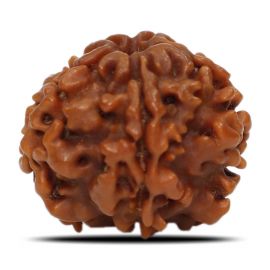 1 Mukhi Rudraksha Nepal (Underdeveloped) IGL Certified 19.92 M.M.