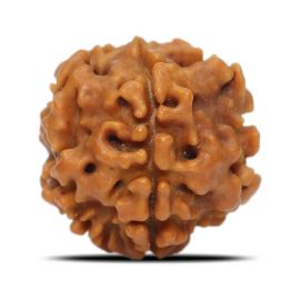 1 Mukhi Rudraksha Nepal (Underdeveloped) IGL Certified 17.7 M.M.