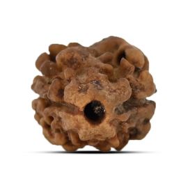 Two Mukhi (2 Mukhi) Rudraksha (Nepal) 15.03 M.M.