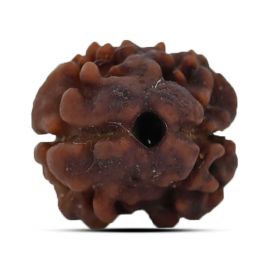 Two Mukhi (2 Mukhi) Rudraksha (Nepal) 14.96 M.M.