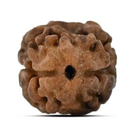 Two Mukhi (2 Mukhi) Rudraksha (Nepal) 15.1 M.M.