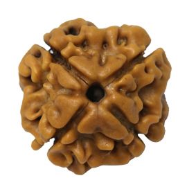 4 Mukhi Nepali Rudraksha GJSPC Certified 