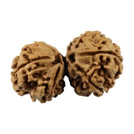 Natural 7 Mukhi (Seven Mukhi) Gauri Shankar Nepali Rudraksha GJSPC Certified 34.9 M.M.