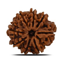 Natural 8 Mukhi (Eight Mukhi) Nepal Rudraksha GJSPC Certified 26.93 M.M.