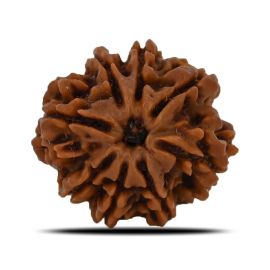 Natural 8 Mukhi (Eight Mukhi) Nepal Rudraksha GJSPC Certified 25.22 M.M.