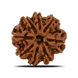 8 Mukhi Rudraksha (Nepal) 24.9 MM 