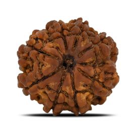 Natural 8 Mukhi (Eight Mukhi) Nepal Rudraksha GJSPC Certified 23.25 M.M.