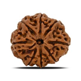 Natural 8 Mukhi (Eight Mukhi) Nepal Rudraksha GJSPC Certified 23.01 M.M.