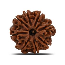 Natural 8 Mukhi (Eight Mukhi) Nepal Rudraksha GJSPC Certified 22.91 M.M.