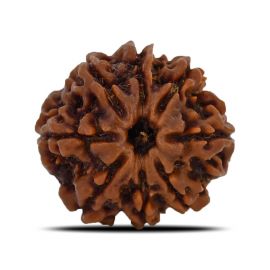 Natural 8 Mukhi (Eight Mukhi) Nepal Rudraksha GJSPC Certified 24.98 M.M.