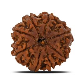 Natural 8 Mukhi (Eight Mukhi) Nepal Rudraksha GJSPC Certified 23.49 M.M.