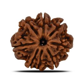 Natural 8 Mukhi (Eight Mukhi) Nepal Rudraksha GJSPC Certified 25.39 M.M.