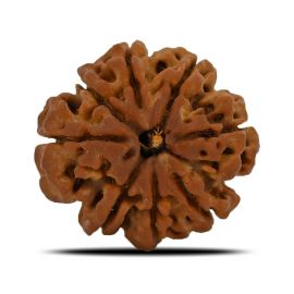 Natural 8 Mukhi (Eight Mukhi) Nepal Rudraksha GJSPC Certified 25.04 M.M.