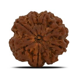 Natural 8 Mukhi (Eight Mukhi) Nepal Rudraksha GJSPC Certified 27.05 M.M.