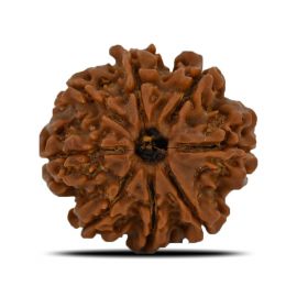 Natural 8 Mukhi (Eight Mukhi) Nepal Rudraksha GJSPC Certified 23.93 M.M.