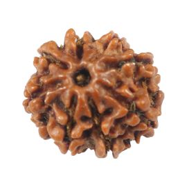 Natural 8 Mukhi (Eight Mukhi) Rudraksha (Nepal) GJSPC Certified 17.72 M.M.