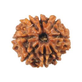 Natural 8 Mukhi (Eight Mukhi) Rudraksha (Nepal) GJSPC Certified 16.33 M.M.