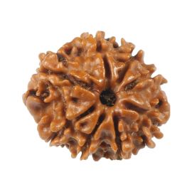 Natural 8 Mukhi (Eight Mukhi) Rudraksha (Nepal) GJSPC Certified 18.73 M.M.