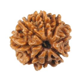 Natural 8 Mukhi (Eight Mukhi) Rudraksha (Nepal) GJSPC Certified 17 M.M.