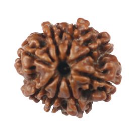 8 Mukhi Rudraksha (Nepal) 19.43 MM