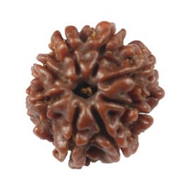 Natural 8 Mukhi (Eight Mukhi) Rudraksha (Nepal) GJSPC Certified 18.65 M.M.