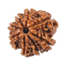 Natural 8 Mukhi (Eight Mukhi) Rudraksha (Nepal) GJSPC Certified 17.21 M.M.