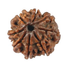 Natural 8 Mukhi (Eight Mukhi) Rudraksha (Nepal) GJSPC Certified 18.79 M.M.