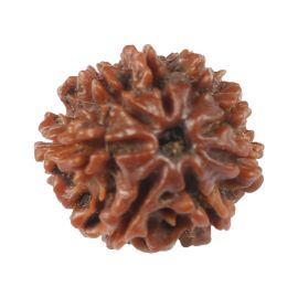 Natural 8 Mukhi (Eight Mukhi) Rudraksha (Nepal) GJSPC Certified 17.08 M.M.