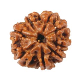 Natural 8 Mukhi (Eight Mukhi) Rudraksha (Nepal) GJSPC Certified 20.07 M.M.