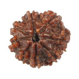 Natural 8 Mukhi (Eight Mukhi) Rudraksha (Nepal) GJSPC Certified 17 M.M.