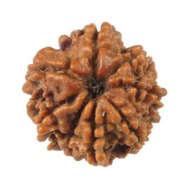 Natural 8 Mukhi (Eight Mukhi) Rudraksha (Nepal) GJSPC Certified 17.97 M.M.