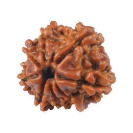 8 Mukhi Rudraksha (Nepal) 17.33 MM